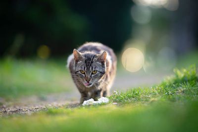 Portrait of cat on field