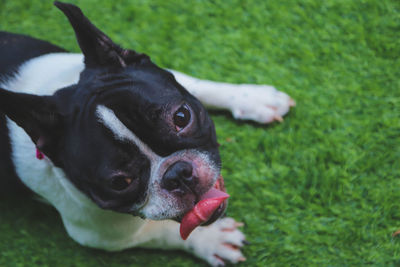 Portrait of dog on field