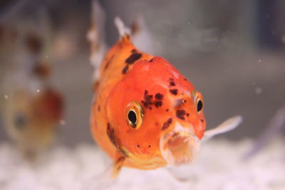 Close-up of fish swimming in aquarium