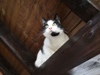 High angle view of cat on wooden floor