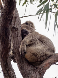 Low angle view of animal sitting on tree trunk