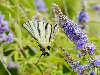 Close-up of butterfly pollinating on purple flower