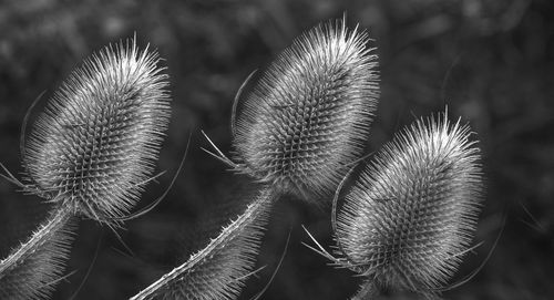 Close-up of thistle