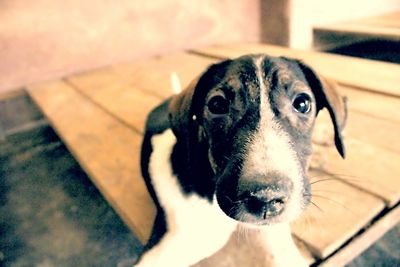 Close-up portrait of dog