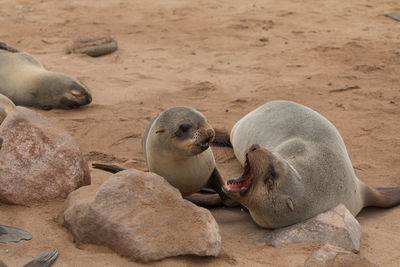 High angle view of sea lion on rock