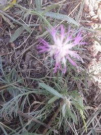 High angle view of purple flowering plants on land