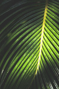 Close-up of palm leaves