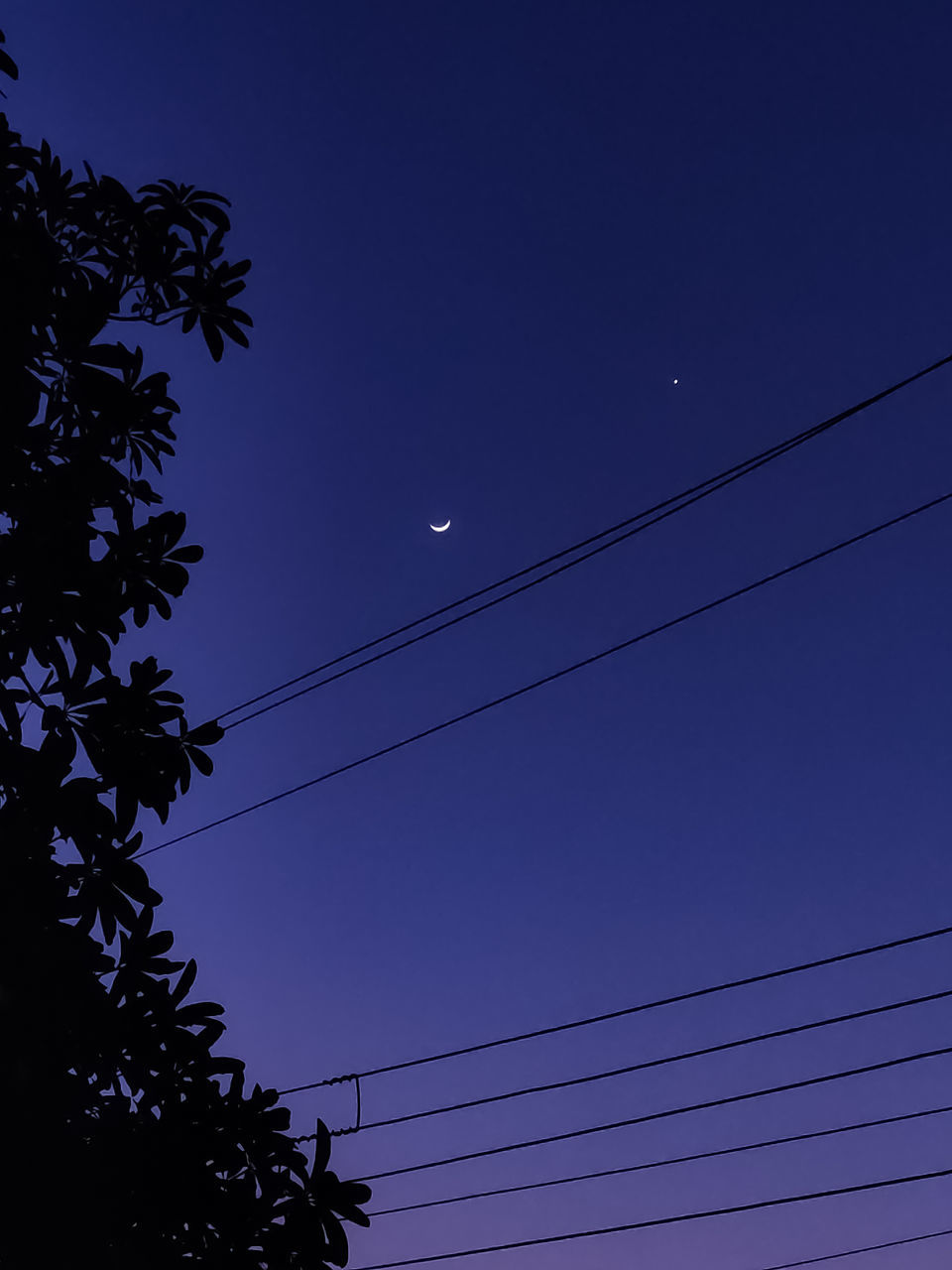 LOW ANGLE VIEW OF SILHOUETTE TREES AGAINST CLEAR SKY
