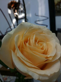 Close-up of rose blooming outdoors