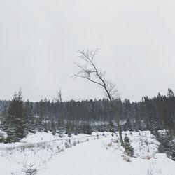 Bare trees on snow covered landscape against clear sky