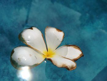 Close-up high angle view of frangipani in water