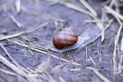 Close-up of snail on field