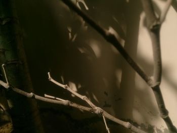 Close up of leaf