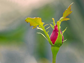 Close-up of pink flowering plant