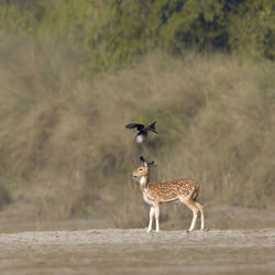 Birds on a land