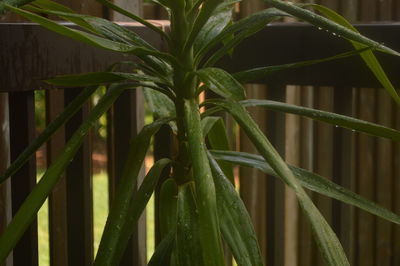 Close-up of fresh green plant