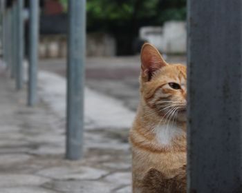 Close-up of a cat looking away