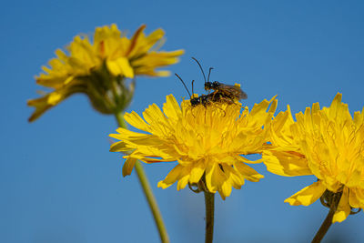 Black soldier fly flies insect hermetia illucens mating on yellow dandelions
