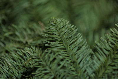 Close-up of pine tree