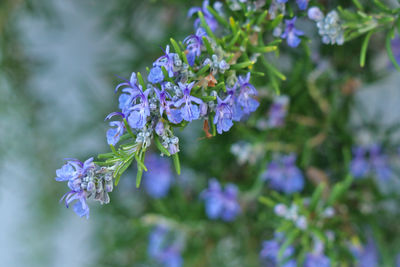 Rosmarinus officinalis. close up of lush flowering of rosemary.