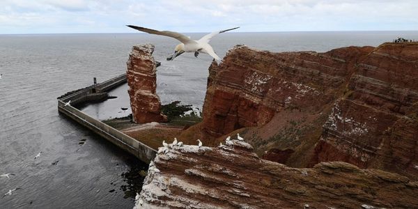 Seagull flying over rock formation in sea