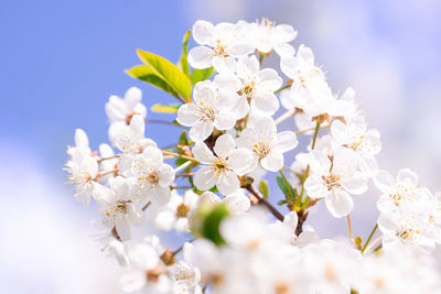 Close-up of cherry blossoms against white flowers