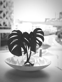 Close-up of potted plant on table