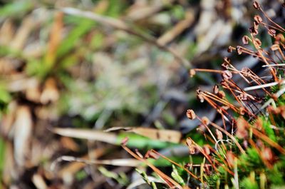 Close-up of plant growing on field