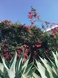 Low angle view of red flowers on tree