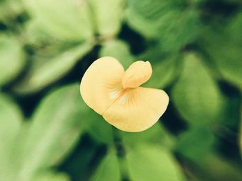 Close-up of flower blooming outdoors