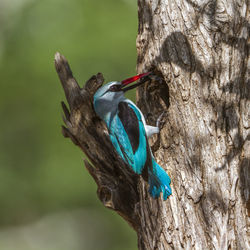 Close-up of bird perching on tree trunk