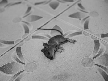 High angle view of crab on floor