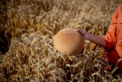 Midsection of man holding mushroom