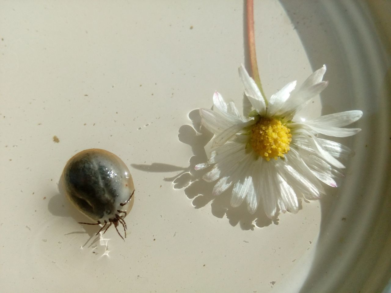 CLOSE-UP OF WHITE DAISY FLOWER ON WALL