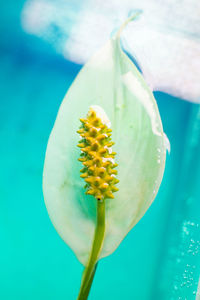 Close-up of yellow an white flowering plant