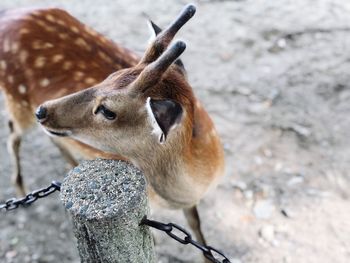 Close-up of deer