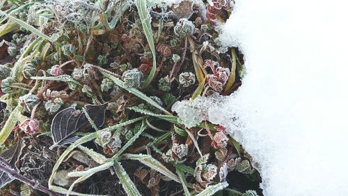 High angle view of plants during winter