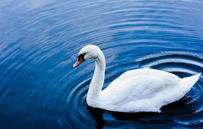 Swan swimming in lake