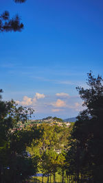 View of trees against blue sky