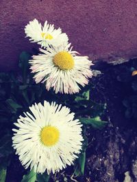 Close-up of white daisy flower