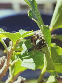 Close-up of insect on plant