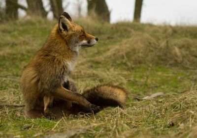 Animal grazing on grassy field