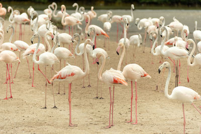 Flamingoes in ras al khor wildlife sanctuary, ramsar site, flamingo hide2, dubai, uae