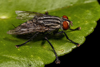 Close-up of fly on leaf