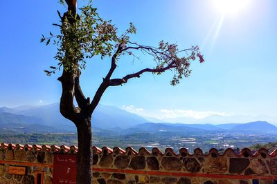 Tree against sky