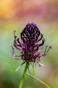 Flower in meadow