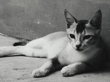 Portrait of cat resting on floor