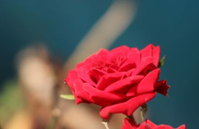 Close-up of red rose