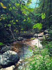 Scenic view of river in forest