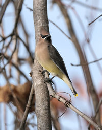 Low angle view of bird perching on branch